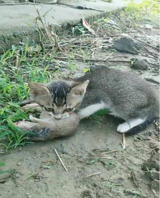 中华田园猫把鼠妈妈逮住了,留下一窝老鼠仔,留着给猫咪当夜宵?