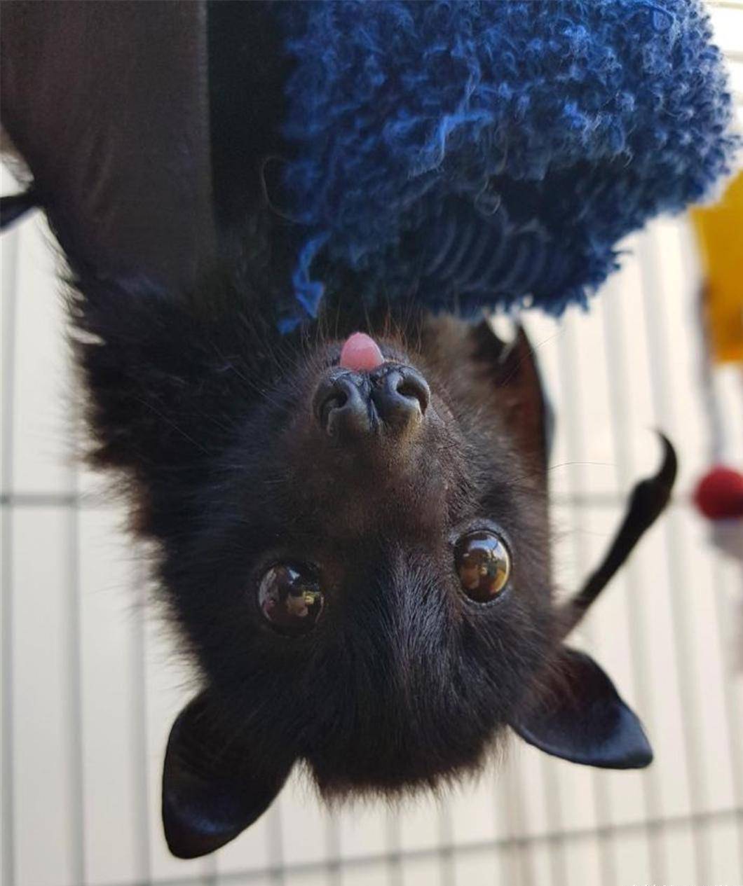 蝙蝠救援组织发布了可爱的蝙蝠照片,以展示它们实际上