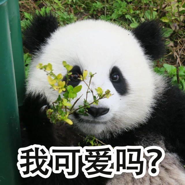 大熊猫兜兜:我可爱吗?大熊猫包包:在吗?