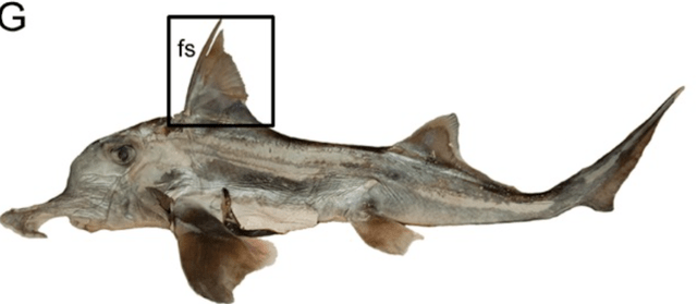 物种造型奇特的长鼻怪鱼米氏叶吻银鲛