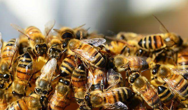 原创很不幸蜜蜂种群在全球范围内迅速下降多种蜜蜂濒临灭绝