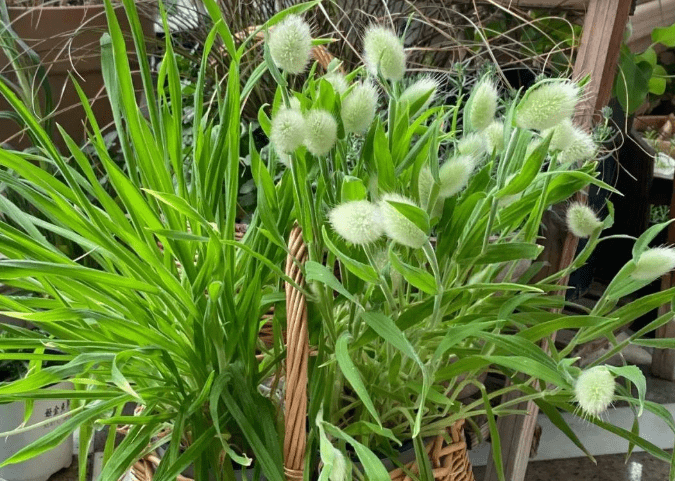 兔尾草不是杂草毛茸茸的小清新很好养且观赏性高