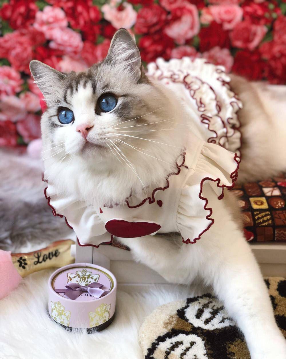 原创传说中的贵妇布偶猫奢华的看得我心都碎了不仅颜值高连