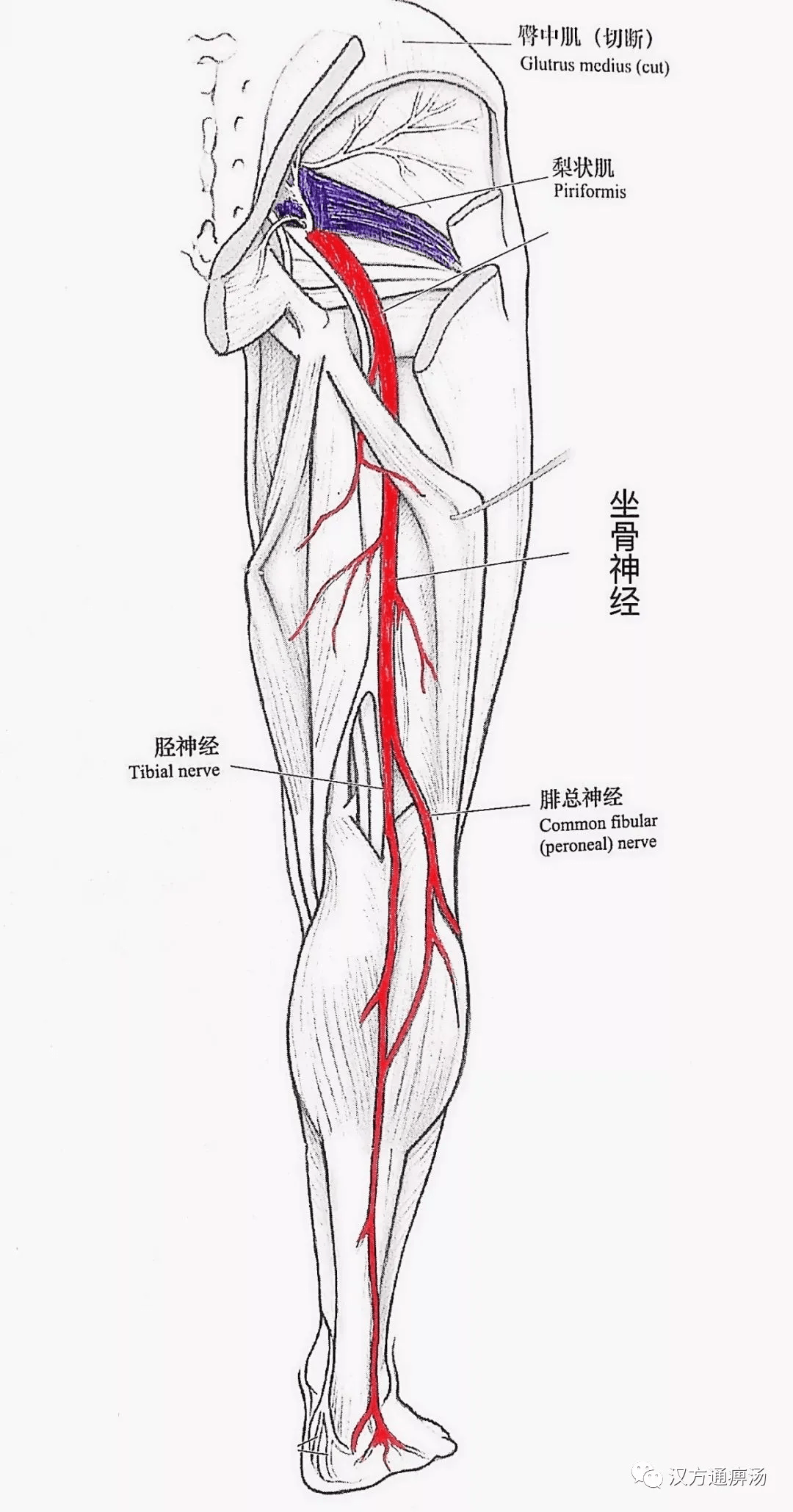 坐骨神经痛如何食补比较好?