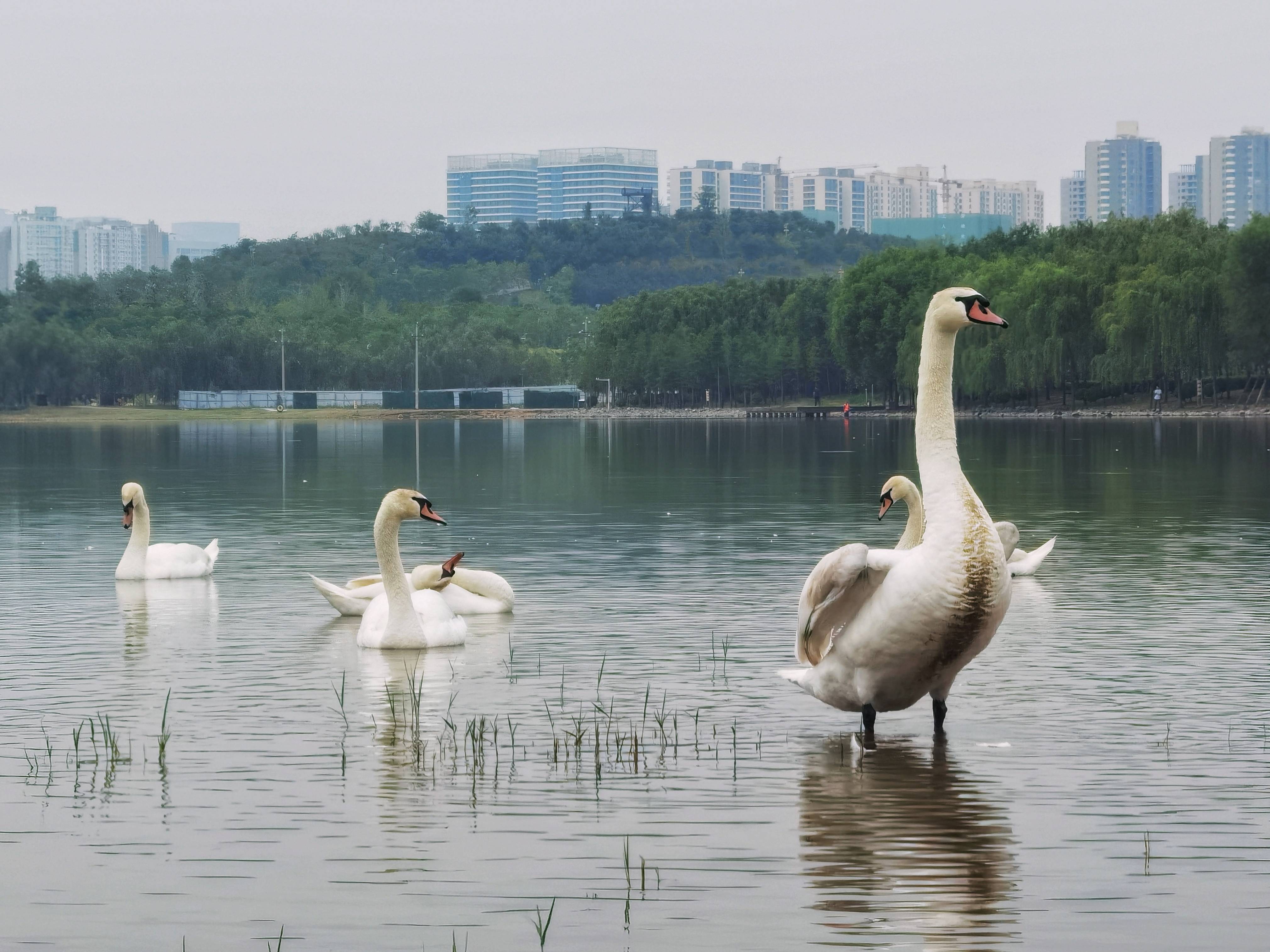 河南郑州龙湖湿地公园里有群美丽的白天鹅风姿