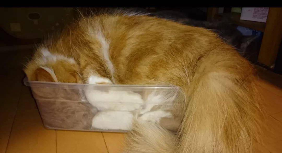 猫咪真的是水做的有图有真相