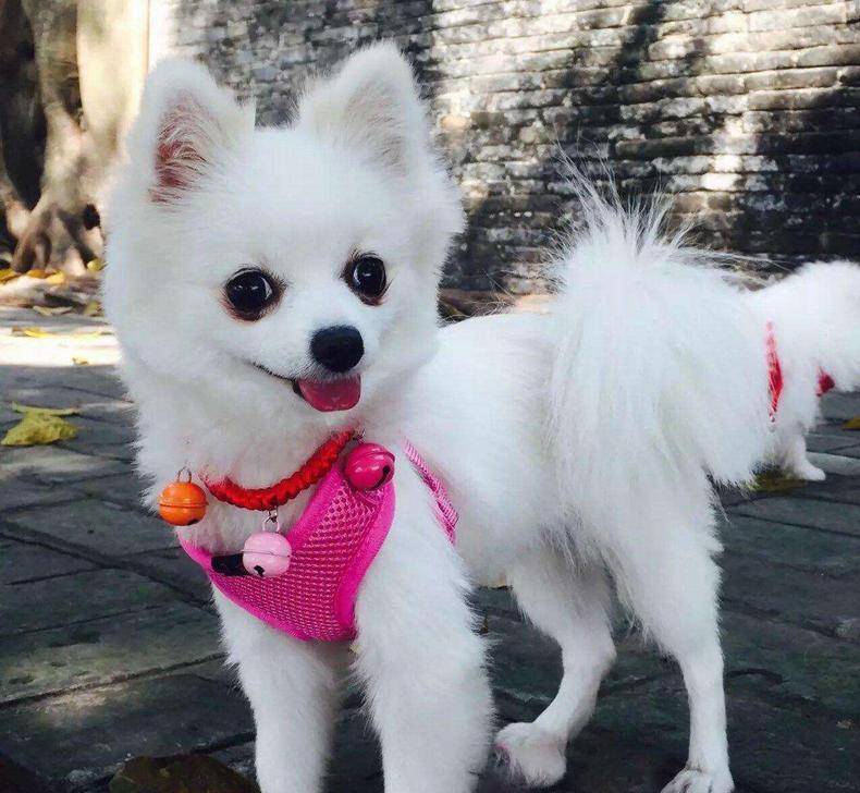 原创世界最小狗狗top6,萌得想买一只!