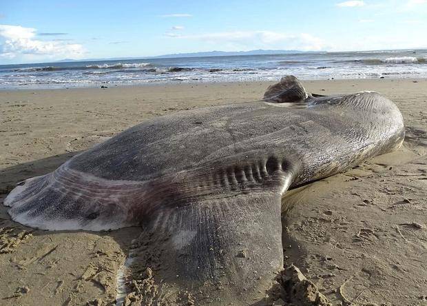 神秘生物搁浅美国海滩,看上去不像是地球生物,科学家深感异常