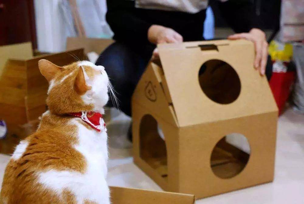 主人用纸箱造豪华猫城堡,完工后橘猫来视察,对新家表示满意!