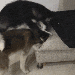 原创二哈的日常笑死人不偿命好久没拆家啦主人三天没打我啦