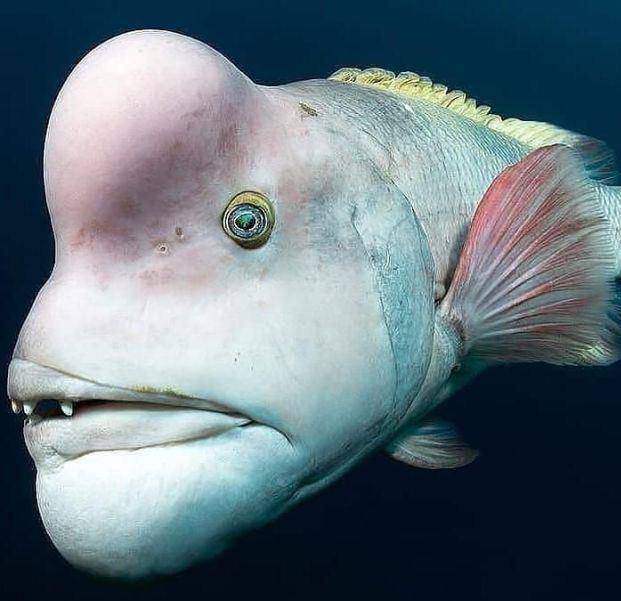 原创世界上最丑的史莱克鱼时雌时雄自由切换