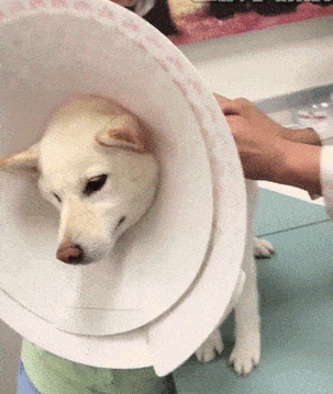 当家里的狗狗与猫咪生病,由于医药费昂贵看不起怎么办