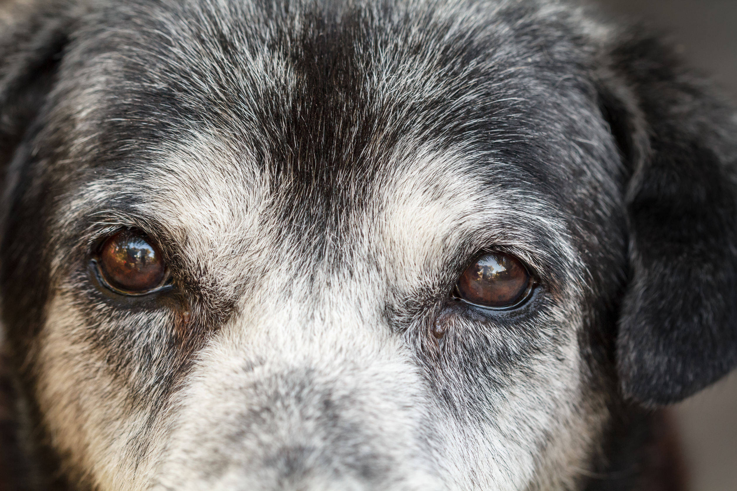 不想狗狗的眼睛失明,了解眼部知识很重要,你狗狗有这些状况吗?
