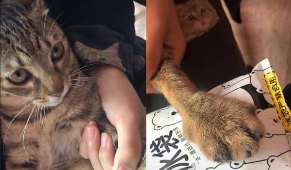猫咪一脸委屈,镜头一转:小爪子怎么肿成猪蹄了
