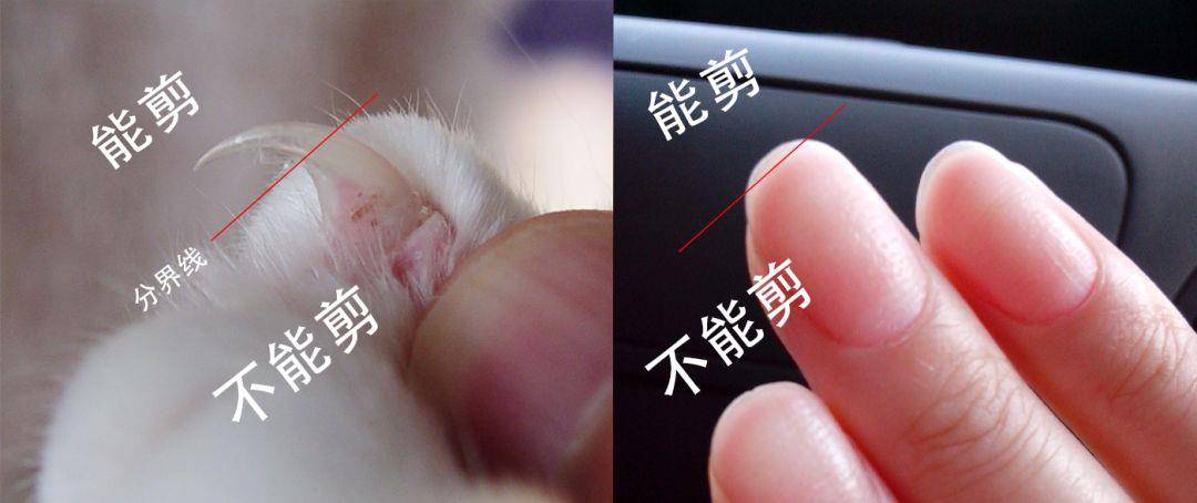 一般我们为猫咪剪指甲,都是剪血线以上部分,血线等于人类指甲下的肉.