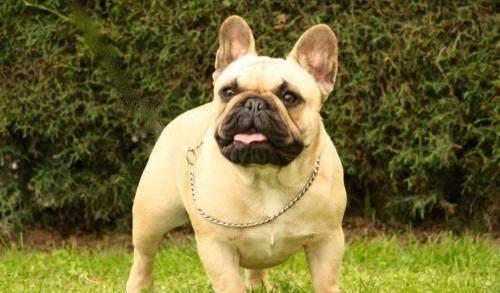 世界名犬——法国斗牛犬,汪中贵族