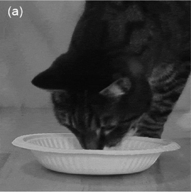 猫咪不喜欢食物的表现: 吃到不喜欢的东西时,猫咪出现了向后飞耳朵