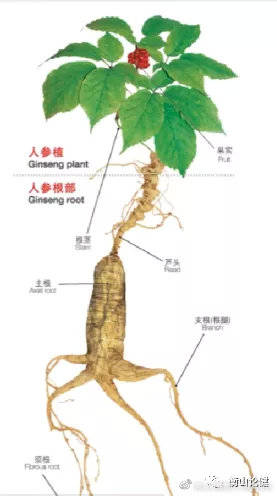 人参属的有效物种名称如下