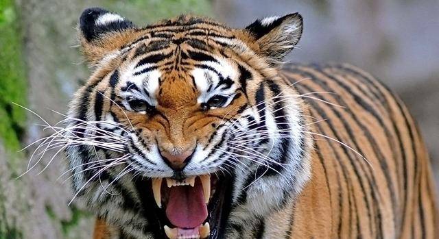 东北虎vs孟加拉虎的打斗现场,谁才是虎中霸主,场面十分激烈!