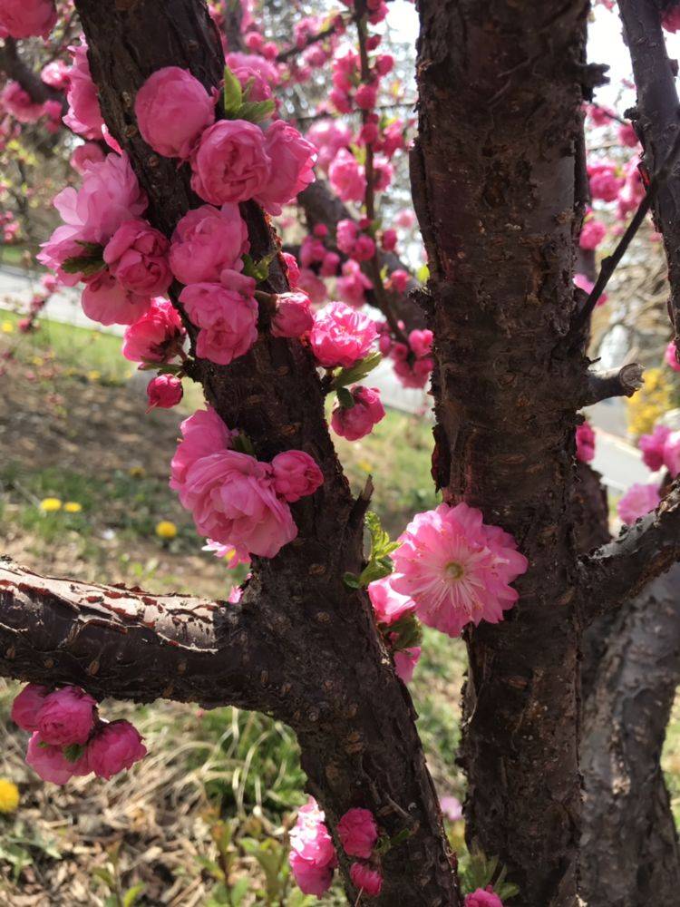 这花虽然不是"梅",开花比梅花艳,花期满树是花