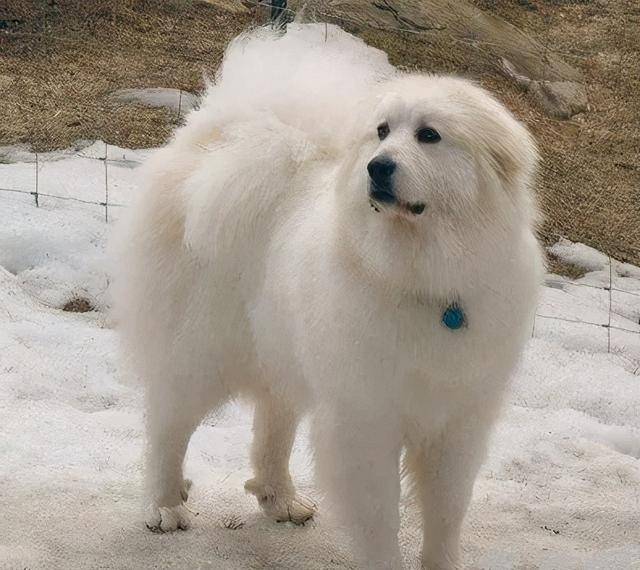 5.圣伯纳犬