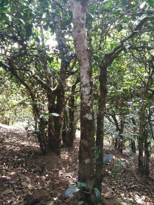 【干货分享】大勐宋名寨滑竹梁子古树茶口感特点