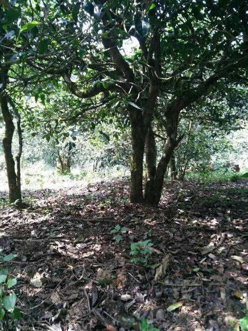 【干货分享】大勐宋名寨滑竹梁子古树茶口感特点