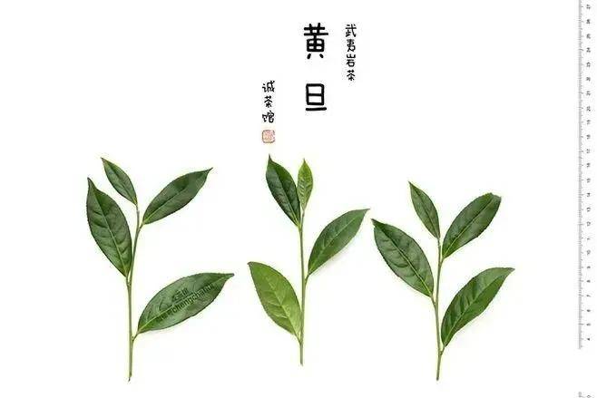 武夷岩茶品种大全,还有遗漏的吗?