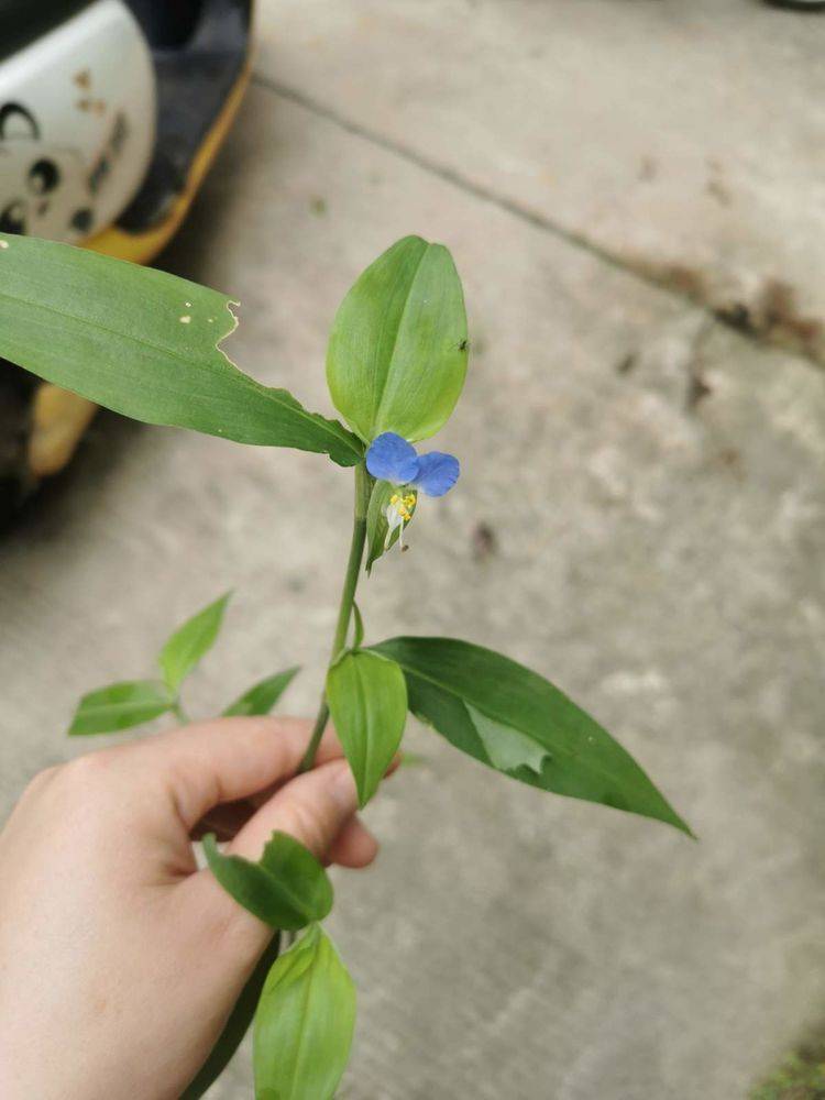 鸭跖草模样清新夏意浓开花小巧灵动养护简单不费事