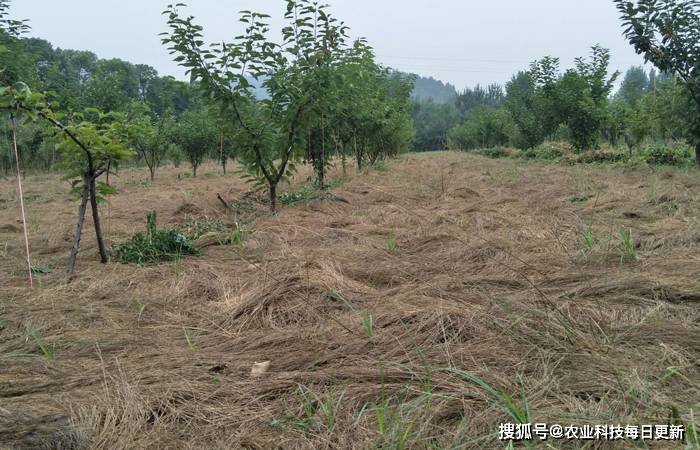 炎热的夏季,它们的果园不再除草_杂草