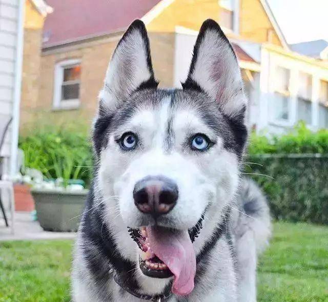 其实这只当上搜救犬的哈士奇也是长的一本正经,跟平时见到的哈士奇还