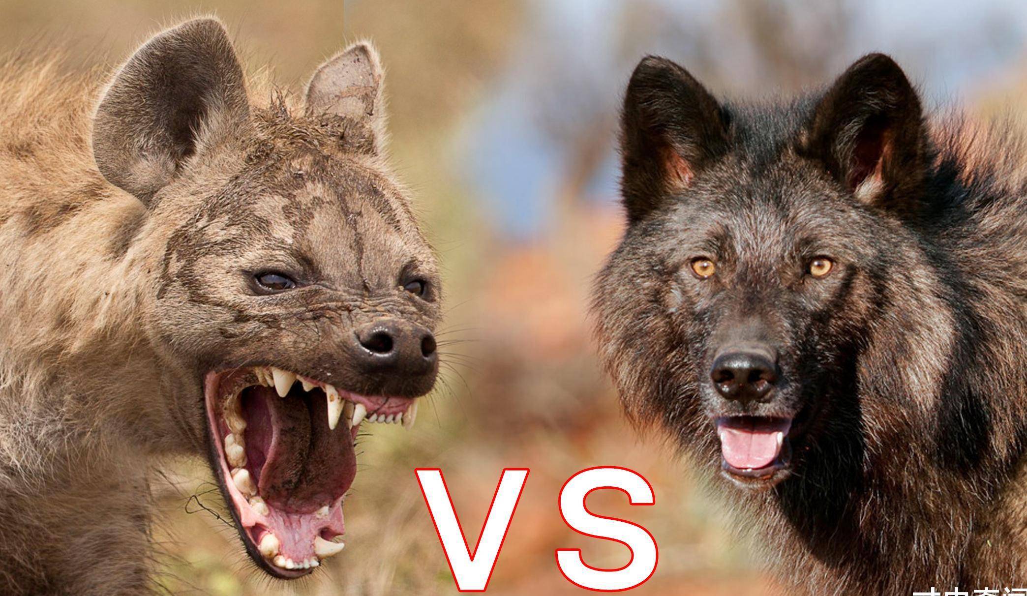 狭路相逢,分析超过2米高的北美灰狼,能否战胜非洲二哥