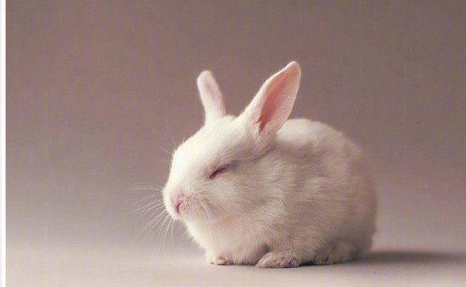 可爱的小兔子专辑2:兔子上辈子一定是拯救了宇宙!