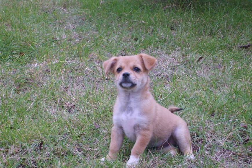 原创土狗中华田园犬,遭外国名犬挑衅,它的做法真给我们长脸!
