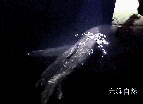 这次出现那么条巨口鲨引起人们的关注,有专家分析:从拍摄到巨口鲨的