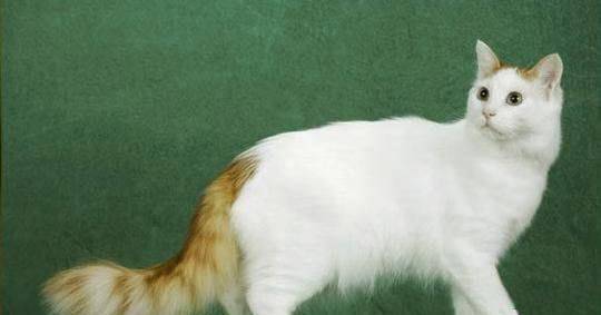 土耳其安哥拉猫——齐齐宠物