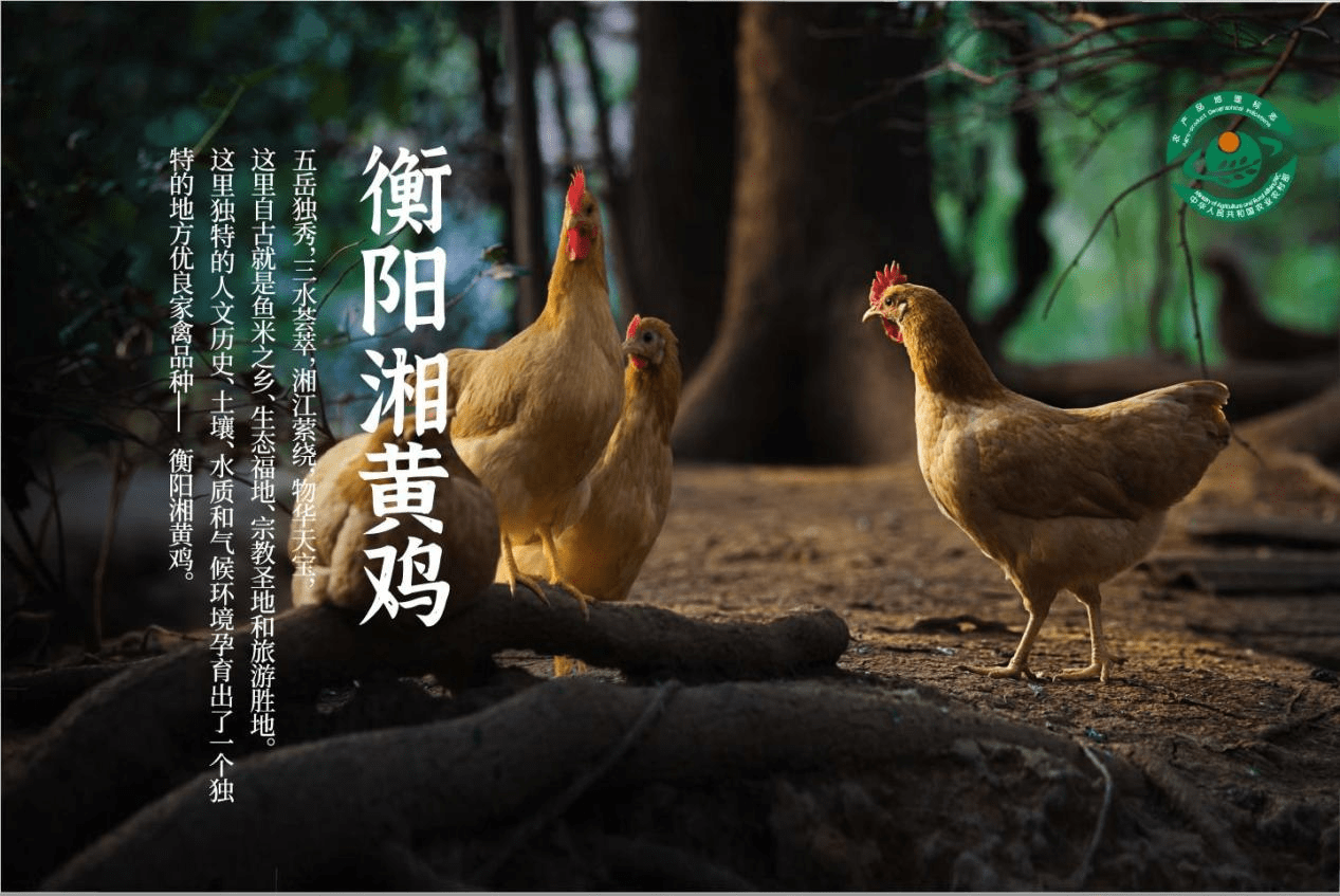 真农网助力国家农产品地理标志衡阳湘黄鸡品牌升级