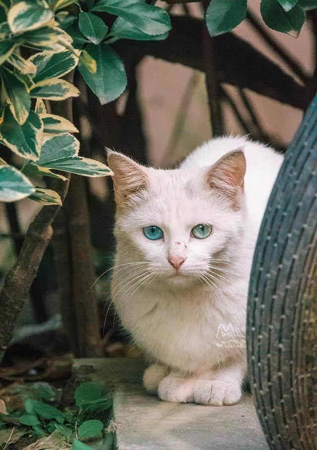原创第一次拍到蓝绿鸳鸯眼白猫,双眸透着仙气,美得让人窒息!