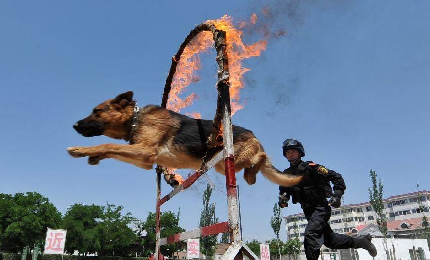 图为警犬在做钻火圈的训练.