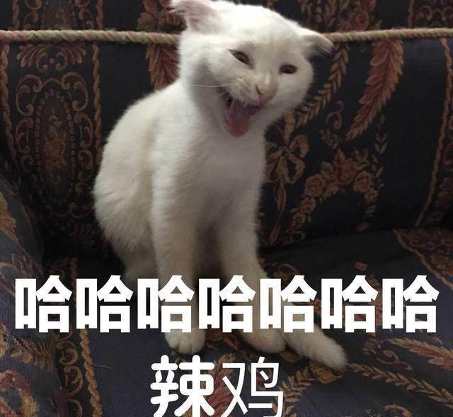 超自恋猫咪表情包,迷之自信,斗图必备,你值得拥有!