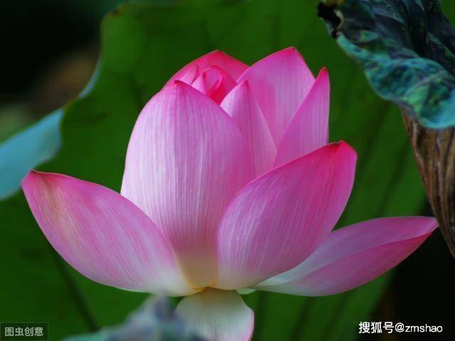 拍荷花的十种方法,你会几种?摄影新手巧拍荷花