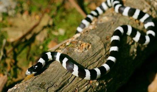 加州王蛇是王蛇类中最普遍的种类,是一种很好的入门级玩具蛇,宠物蛇.