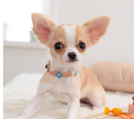 吉娃娃属小型犬种里最小型,优雅,警惕,动作迅速,以匀称的体格和娇小的