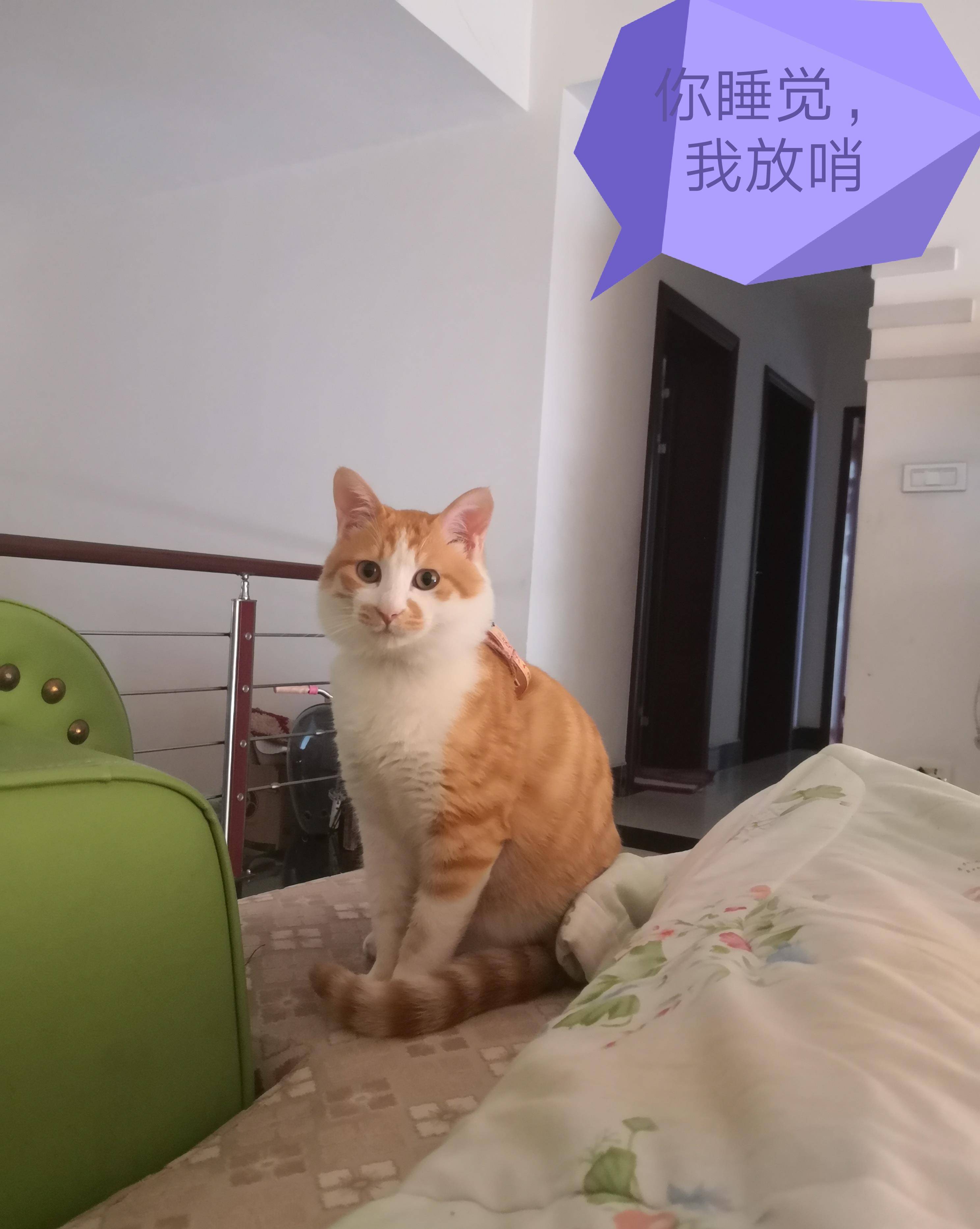 "猪猫"的快乐时光