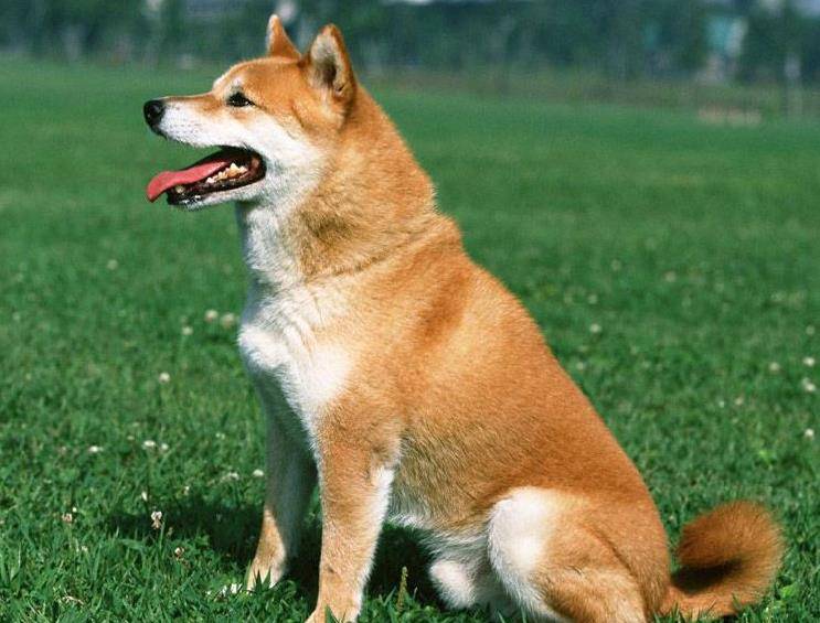 秋田犬(拉丁学名:japanese akita),别名日本秋田犬,日系秋田犬,原产地