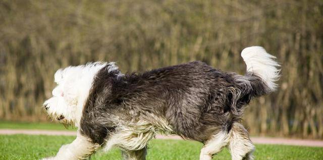 英国最古老的牧羊犬种,英国古代牧羊犬,你了解多少?