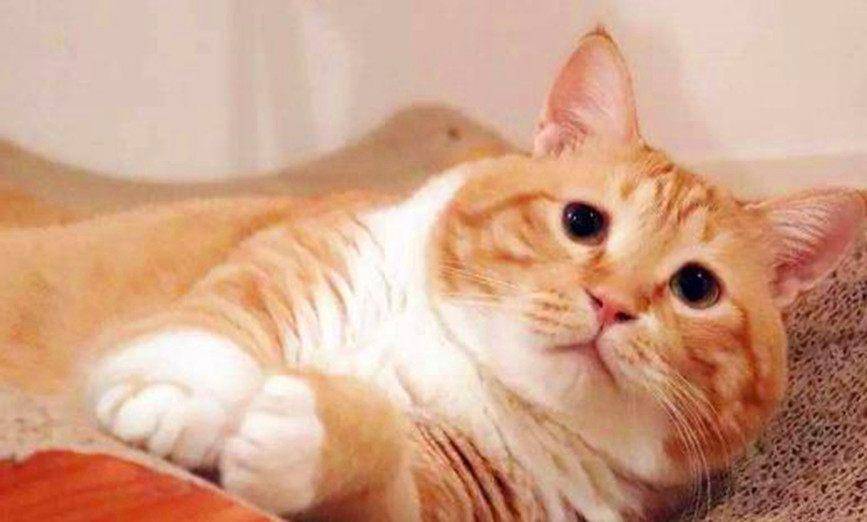 原创全球最萌10大猫咪:加菲猫第三,折耳猫上榜,第一是公认的!