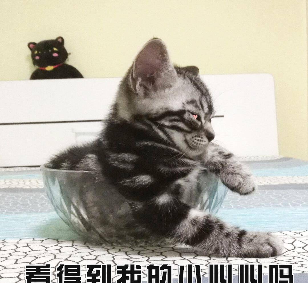 一大波喵星人表情包已经袭来!超可爱小猫咪萌化你的心!