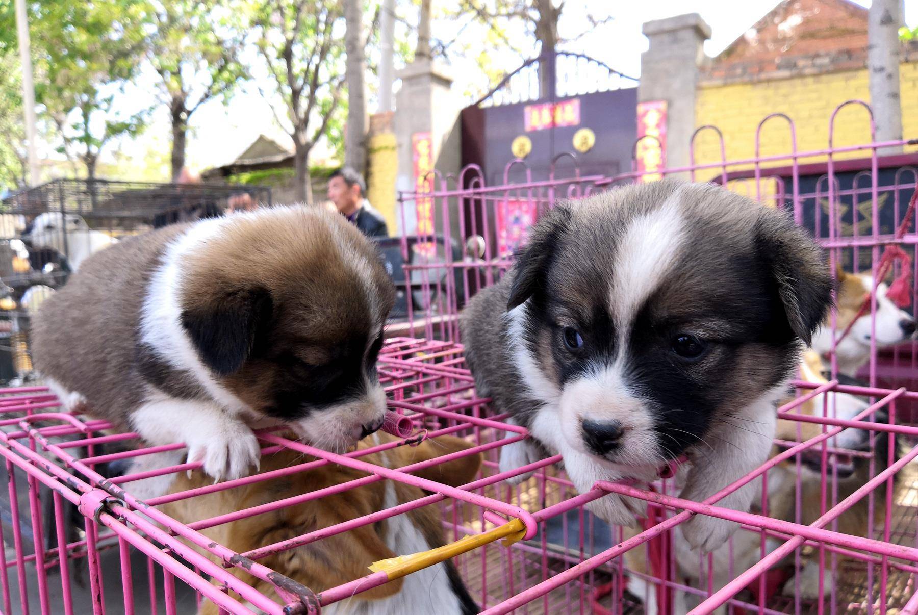 原创小镇狗市10张图小情侣350元买到一只巴哥犬秋田犬1500元