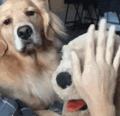 嫉妒使狗面目全非网友家狗子为了争宠竟然